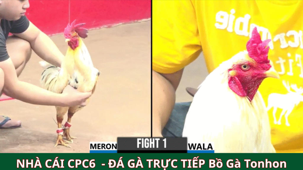 Tìm hiểu sơ lược về đá gà trực tiếp Cpc6 bồ gà tonhon
