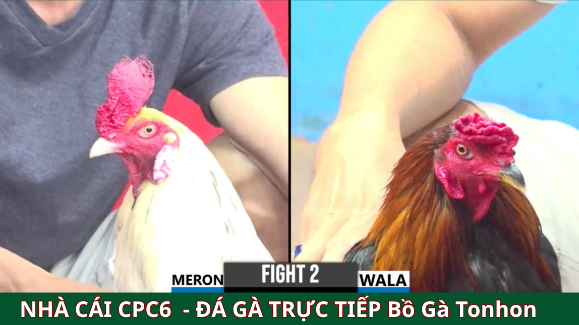 Sự lựa chọn hàng đầu của nhiều kê thủ - cpc6 bồ gà tonhon 