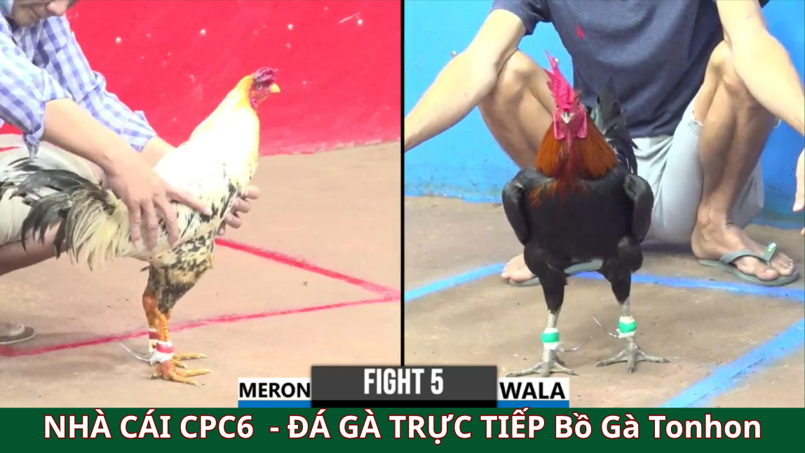 Không nên tiếp xúc gần với đối thủ - cpc6 bồ gà tonhon 