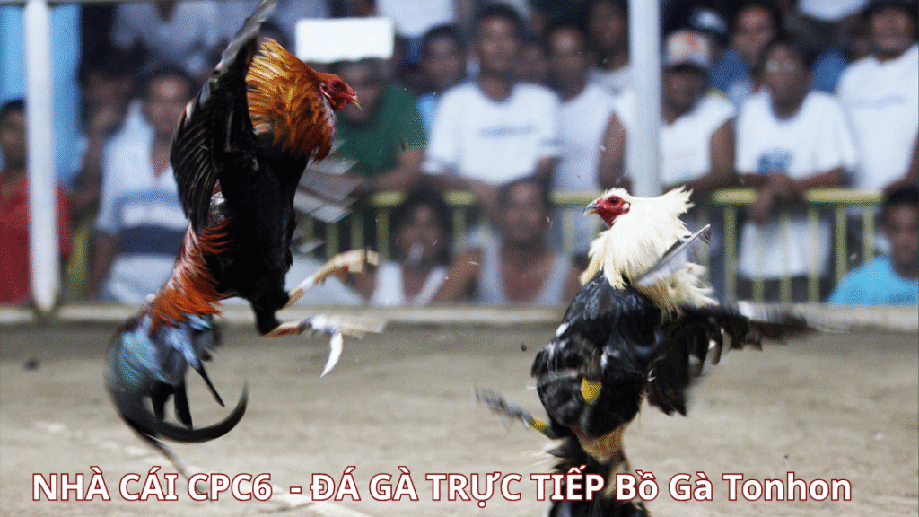 Định nghĩa về bộ môn đá gà cựa dao - CPC6 BỒ GÀ TONHON