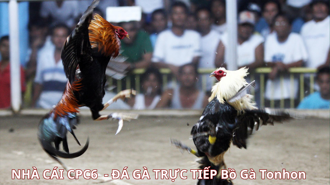 Định nghĩa về bộ môn đá gà cựa dao - CPC6 BỒ GÀ TONHON