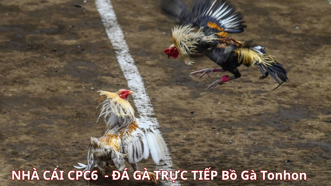 Các quy định cần tuân thủ khi tham gia - CPC6 bồ gà tonhon