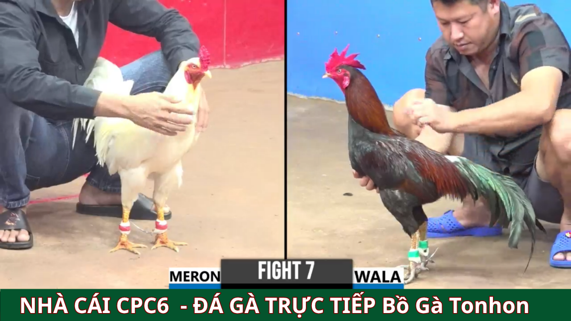 Sức hút của đá gà trực tiếp thomo CPC6 BỒ GÀ TONHON