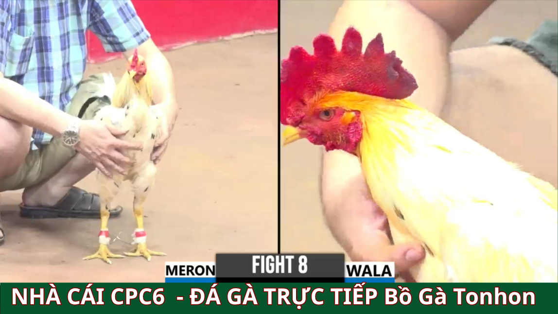 Truyền hình đá gà trực tiếp Thomo đỉnh cao - CPC6 BỒ GÀ TONHON