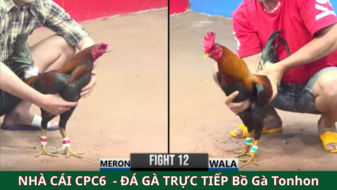CPC6 Trang Chủ Đá Gà Trực Tiếp Bồ Gà Tonhon
