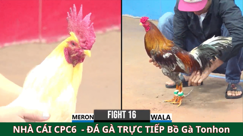 Cách thức đăng ký tài khoản Đá Gà Trực Tiếp CPC6