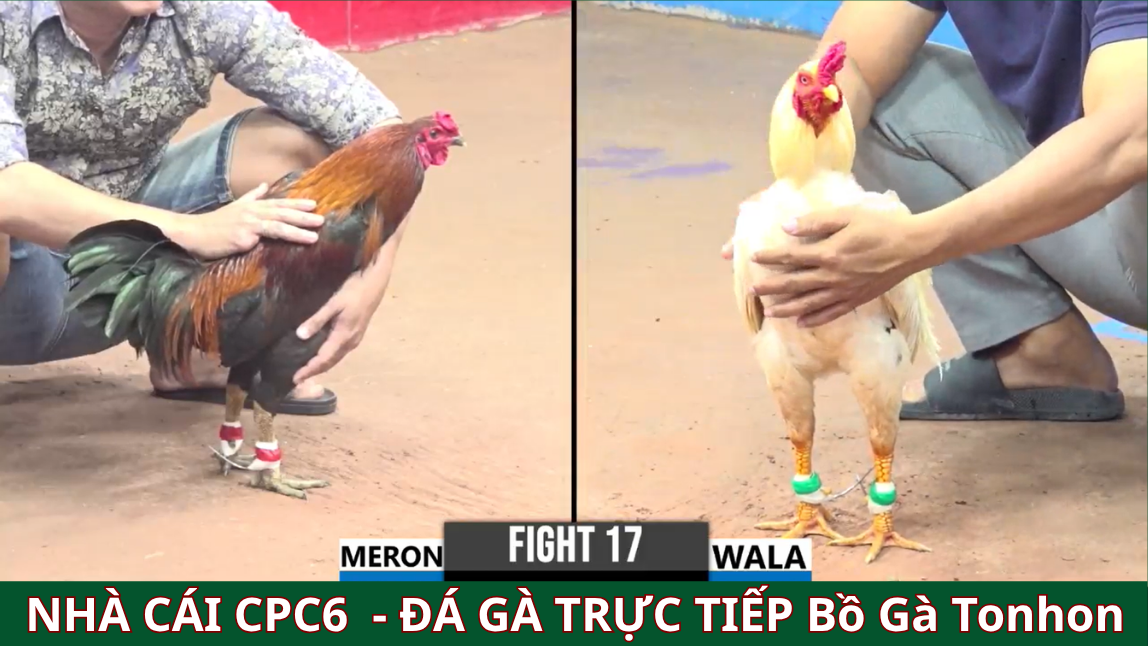 tải app đá gà trực tiếp bồ gà tonhon tại nhà cái cpc6 