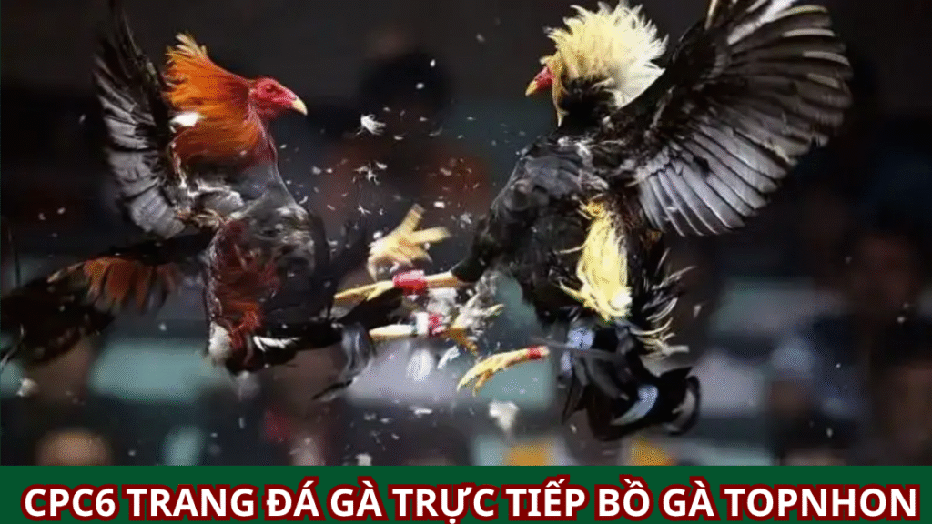 CPC6 Nhà Cái Đá Gà Số 1 VN: Địa Chỉ Vàng Cho Người Yêu Thích Trò Chơi Đá Gà