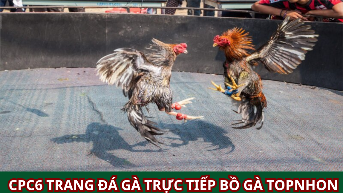 HƯỚNG DẪN NHẬN KHUYẾN MÃI ĐÁ GÀ CHI TIẾT TẠI TRANG WEBSITE : CPC6 