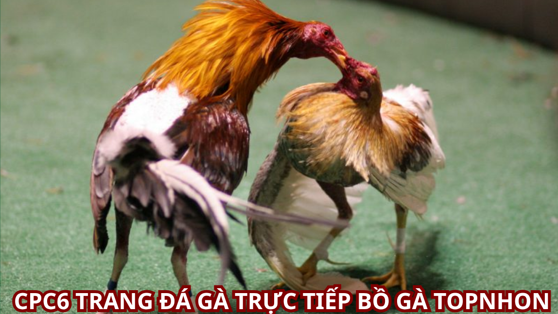 hướng dẫn đăng ký tài khoản đá gà nhà cái cpc6 