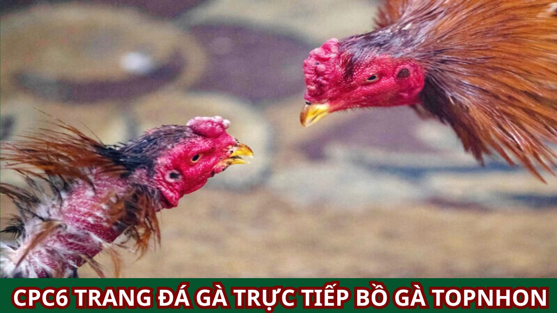Trang Chủ Đá Gà CPC6: Điểm Đến Lý Tưởng Cho Những Người Đam Mê Đá Gà