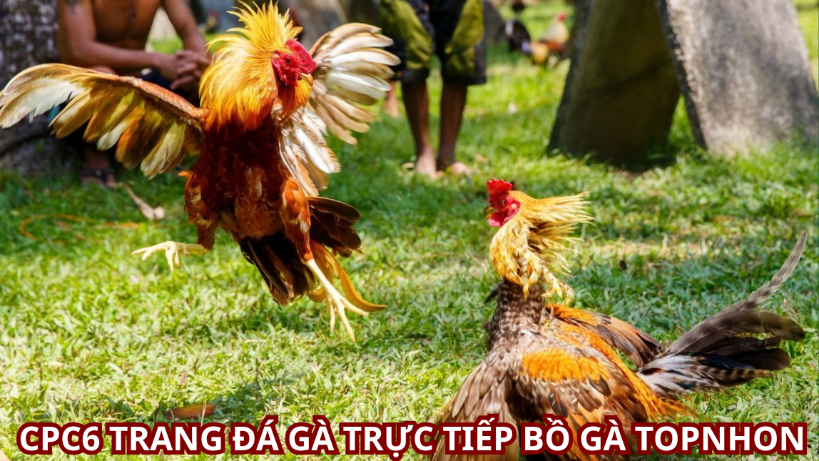 Hướng Dẫn ĐĂNG KÝ Sử Dụng Trang Chủ Đá Gà CPC6