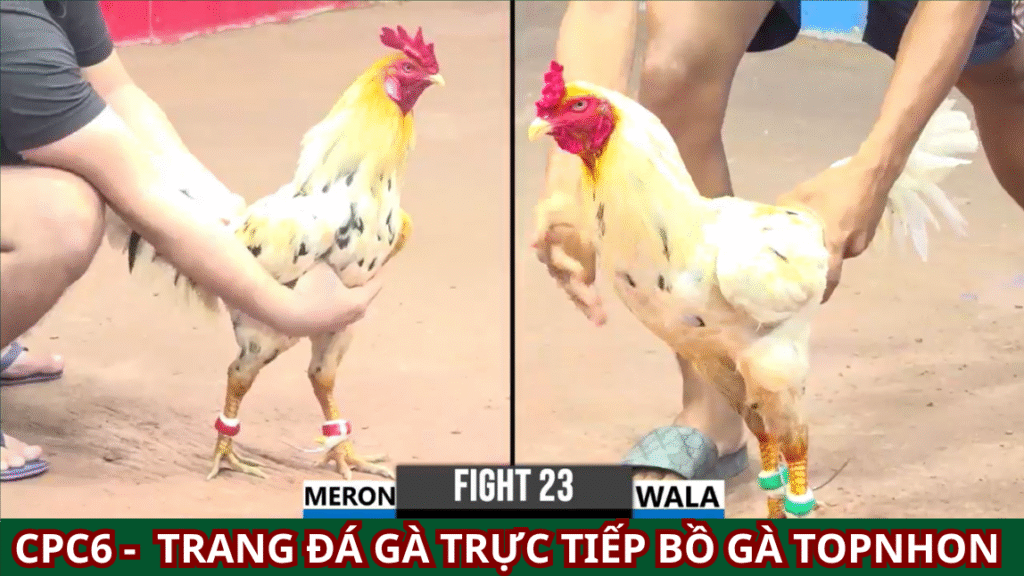 Đá Gà CPC6: Khám Phá Thế Giới Thú Vị Của Đá Gà