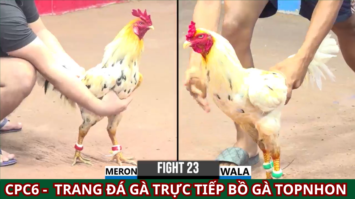 Đá Gà CPC6: Khám Phá Thế Giới Thú Vị Của Đá Gà