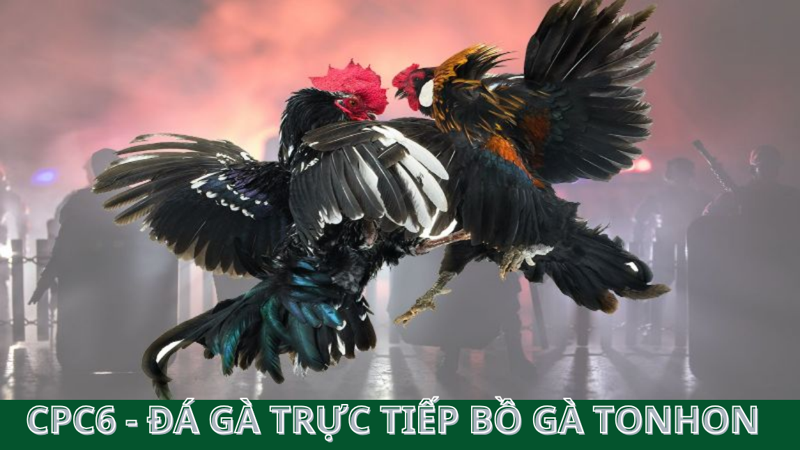 Những quy định cược chi tiết trong luật đấu gà thomo CPC6 - BỒ GÀ TONHON 