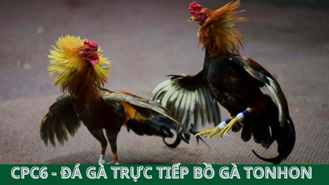 Tham gia đá gà thomo để trải nghiệm những cuộc chiến thú vị - CPC6 BỒ GÀ TONHON 
