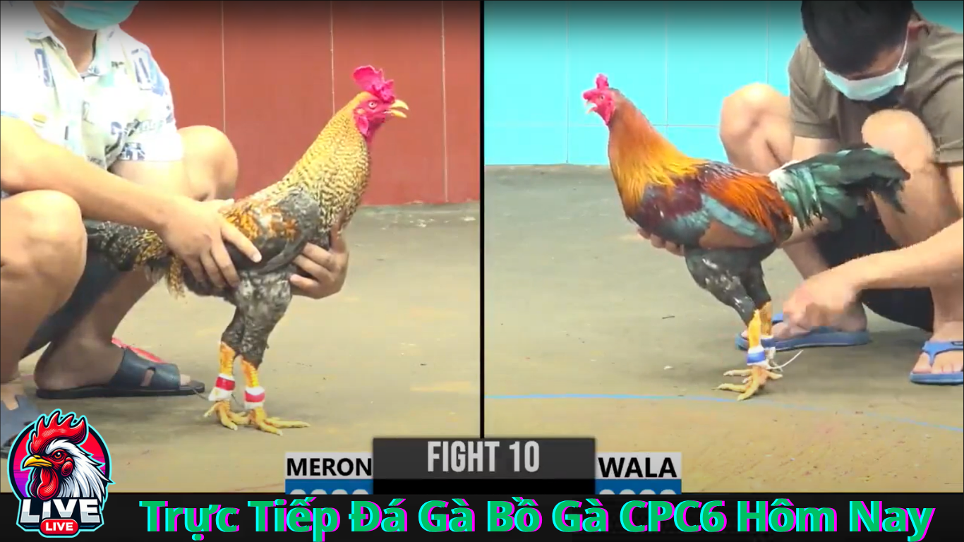 Trực Tiếp Đá Gà CPC6 Hôm Nay Những Điều Bạn Cần Biết