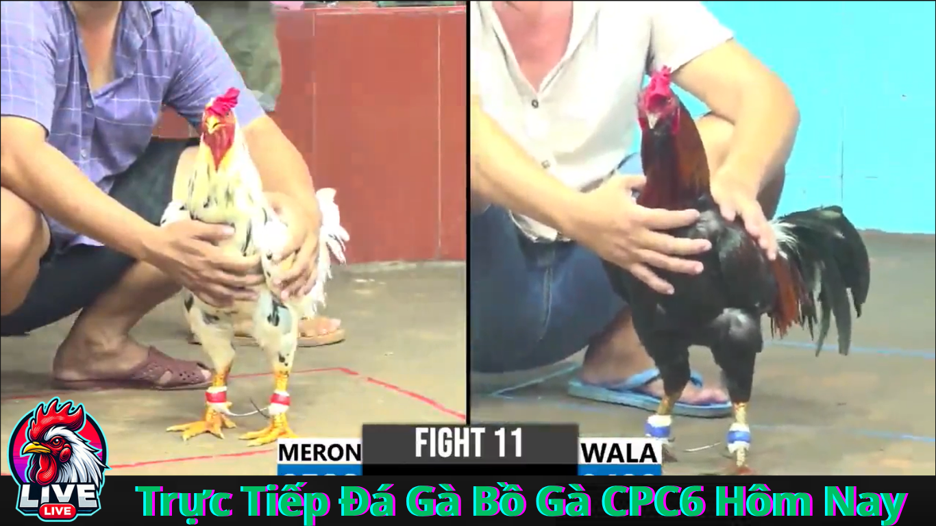 Cách Theo Dõi Trực Tiếp Đá Gà CPC6 Hôm Nay