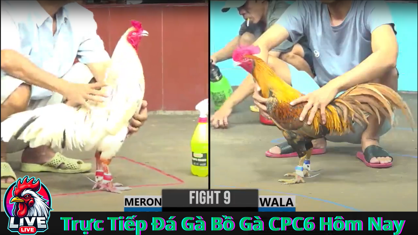 Những Nguyên Tắc Cần Nhớ Khi Tham Gia Đá Gà CPC6