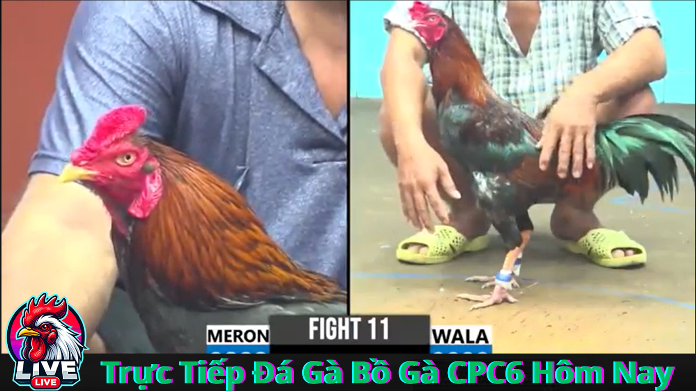 Đá Gà CPC6 Trực Tiếp Khám Phá Thế Giới Đầy Kịch Tính Của Đá Gà