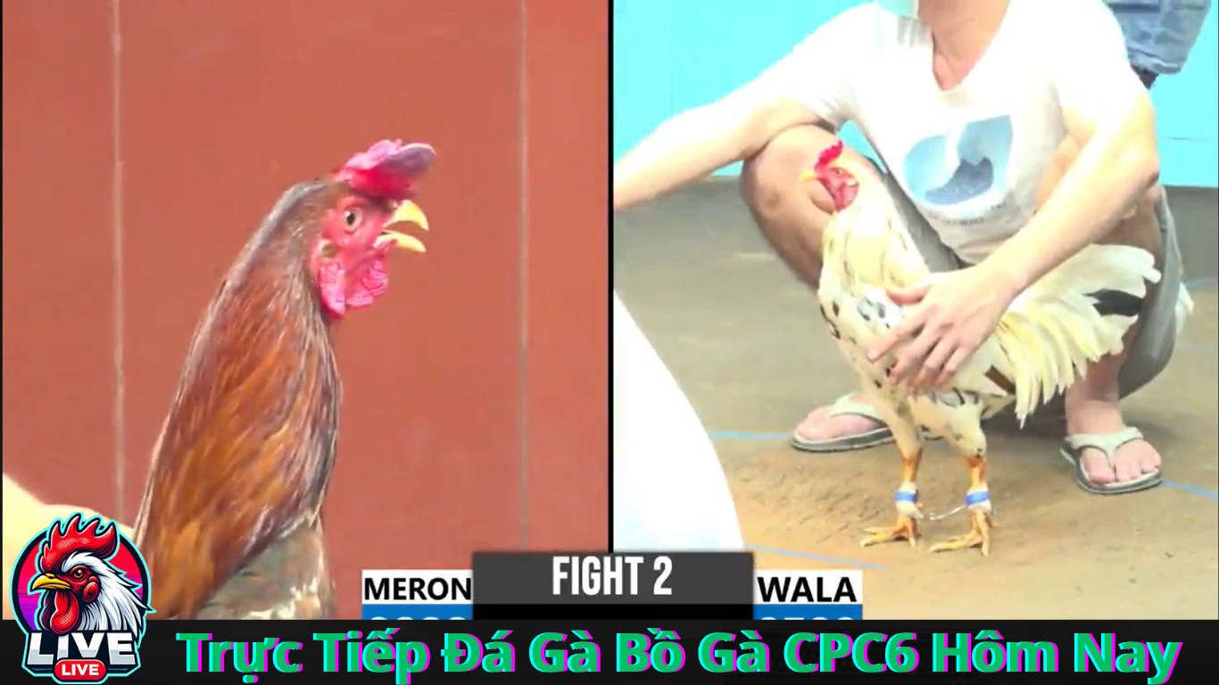 Cách Tham Gia Đăng Ký Tài Khoản Đá Gà CPC6 Trực Tiếp