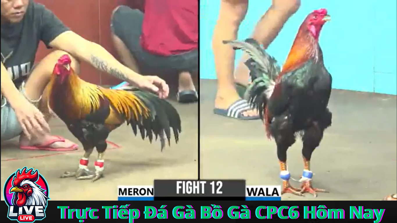 Đội ngũ hỗ trợ khách hàng chuyên nghiệp 24/7