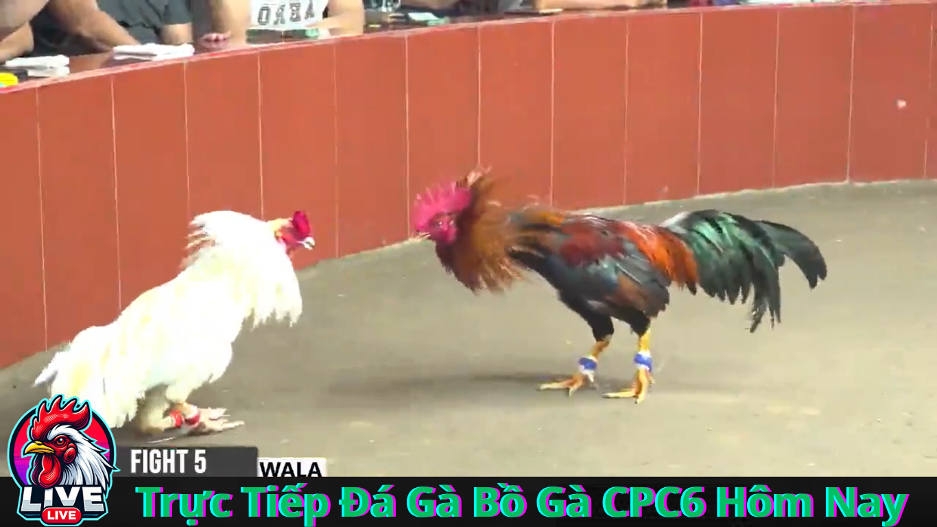  Nhà Cái Đá Gà CPC6 Online CPC6.org Điểm Đến Hàng Đầu Cho Những Người Yêu Thích Thể Thao