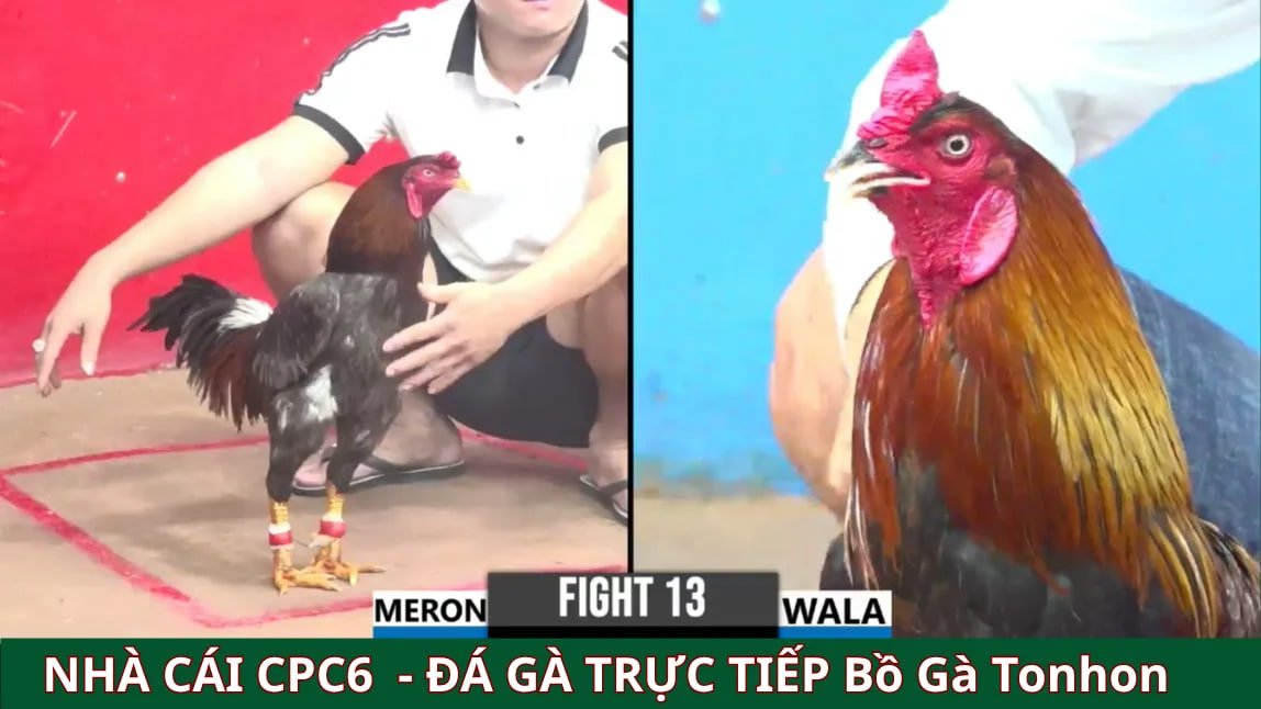trang chủ đá gà cpc6 trực tiếp tại bồ gà tonhon 